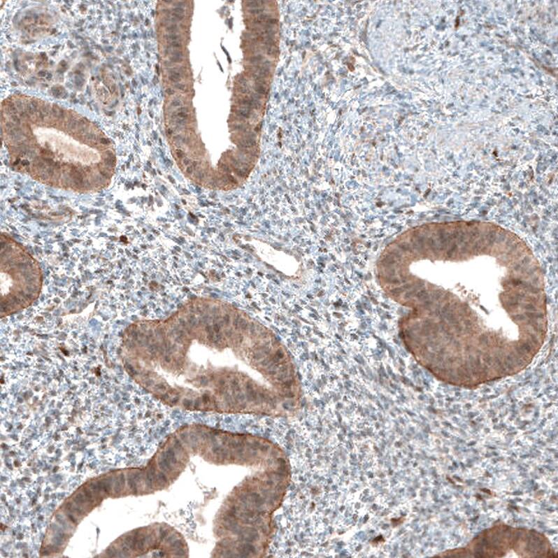 Staining of human endometrium shows moderate granular cytoplasmic positivity in glandular cells.