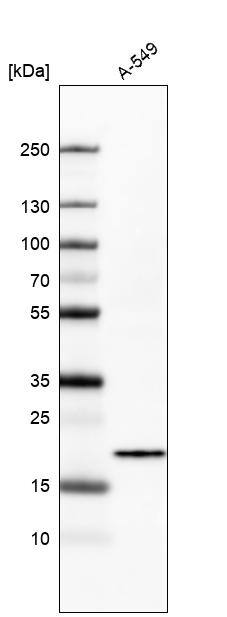 Analysis in human cell line A-549.