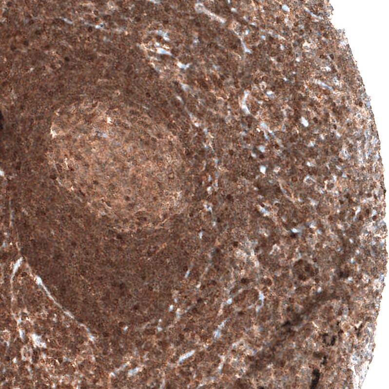 Staining of human lymph node shows strong  granular cytoplasmic positivity in non-germinal center cells.