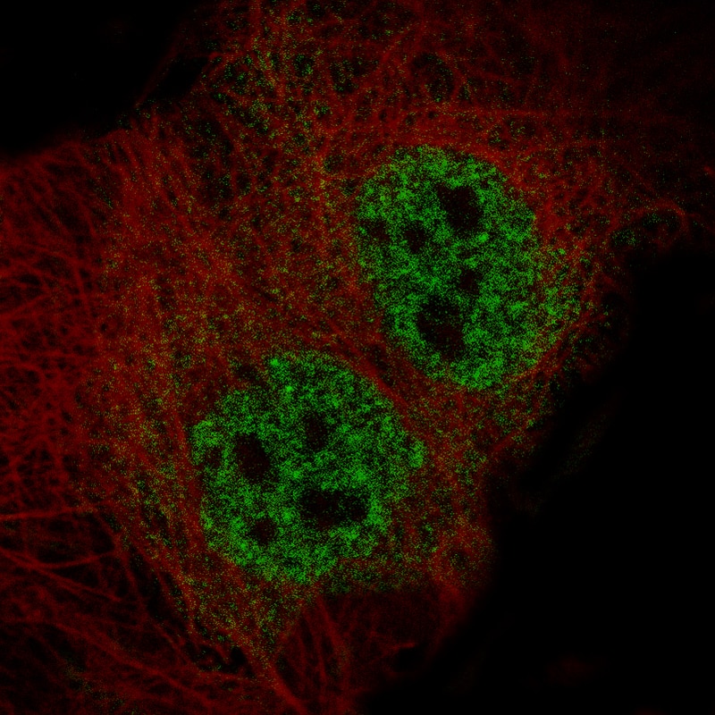 Staining in A-431 cell line with Anti-ELAVL2 monoclonal antibody, showing specific staining of nucleoplasm in green. Microtubule- and nuclear probes are visualized in red and blue respectively (where available).