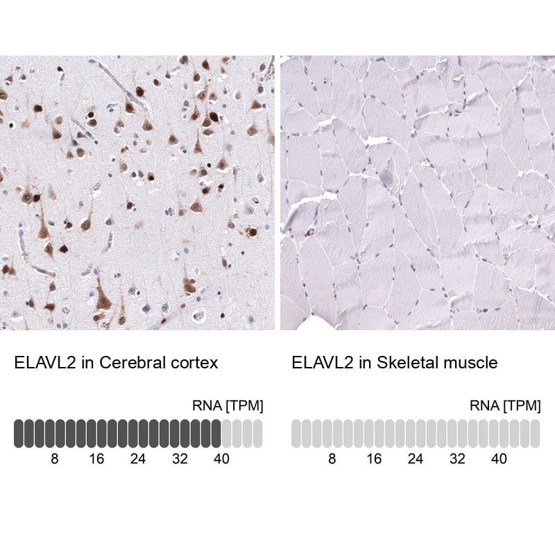 Analysis in human cerebral cortex and skeletal muscle tissues using NBP3-44321 antibody. Corresponding ELAVL2 RNA-seq data are presented for the same tissues.