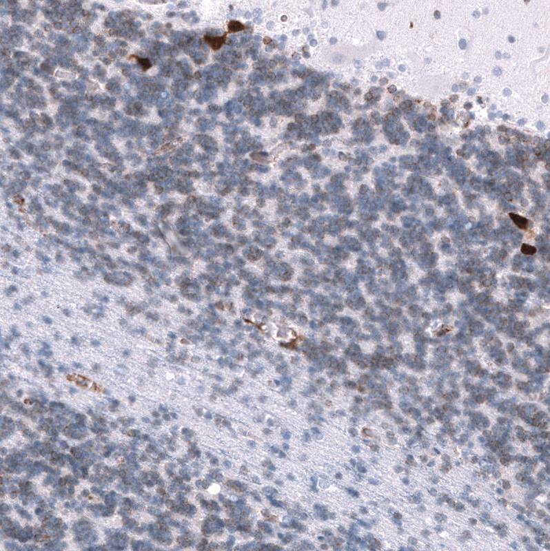Staining of human cerebellum shows strong cytoplasmic positivity in a subset of neurons in the granular layer.