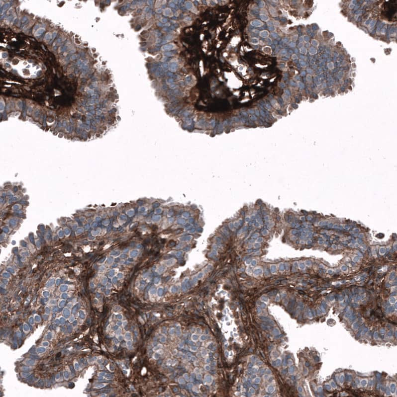 Staining of human fallopian tube shows strong positivity in extracellular matrix.