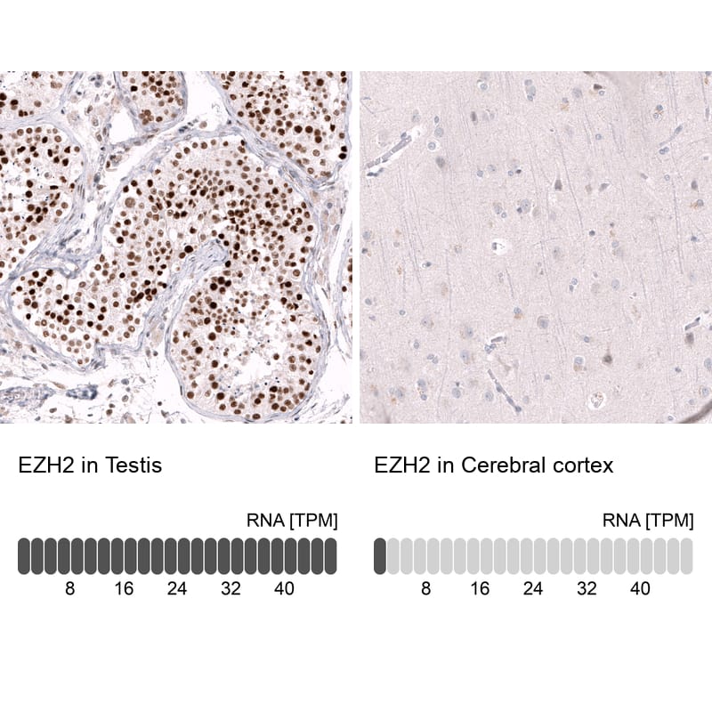 Analysis in human testis and cerebral cortex tissues using NBP3-44326 antibody. Corresponding EZH2/KMT6 RNA-seq data are presented for the same tissues.
