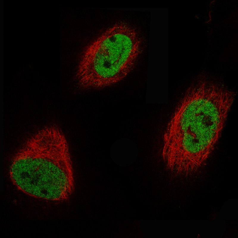 Staining of U-251 cells using the Anti-EZH2/KMT6 monoclonal antibody, showing specific staining in nucleoplasm in green. Microtubule probe is visualized in red. 