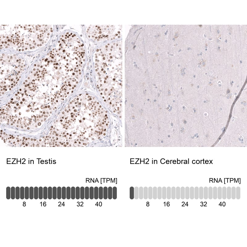 Analysis in human testis and cerebral cortex tissues using NBP3-44327 antibody. Corresponding EZH2/KMT6 RNA-seq data are presented for the same tissues.