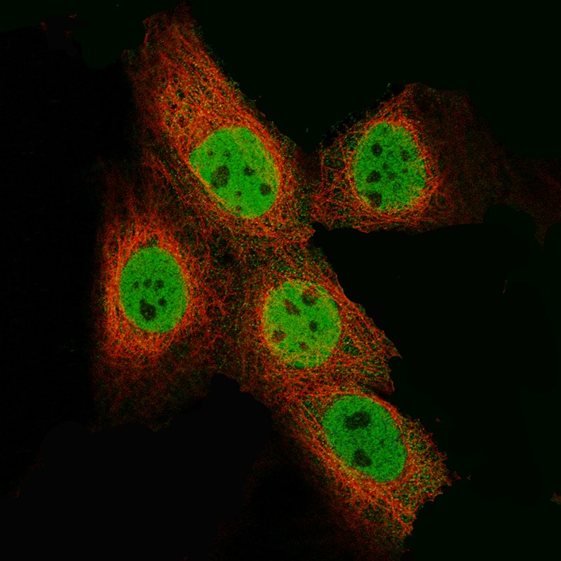 Staining of A-431 cells using the Anti-EZH2/KMT6 monoclonal antibody, showing specific staining in nucleoplasm in green. Microtubule probe is visualized in red. 