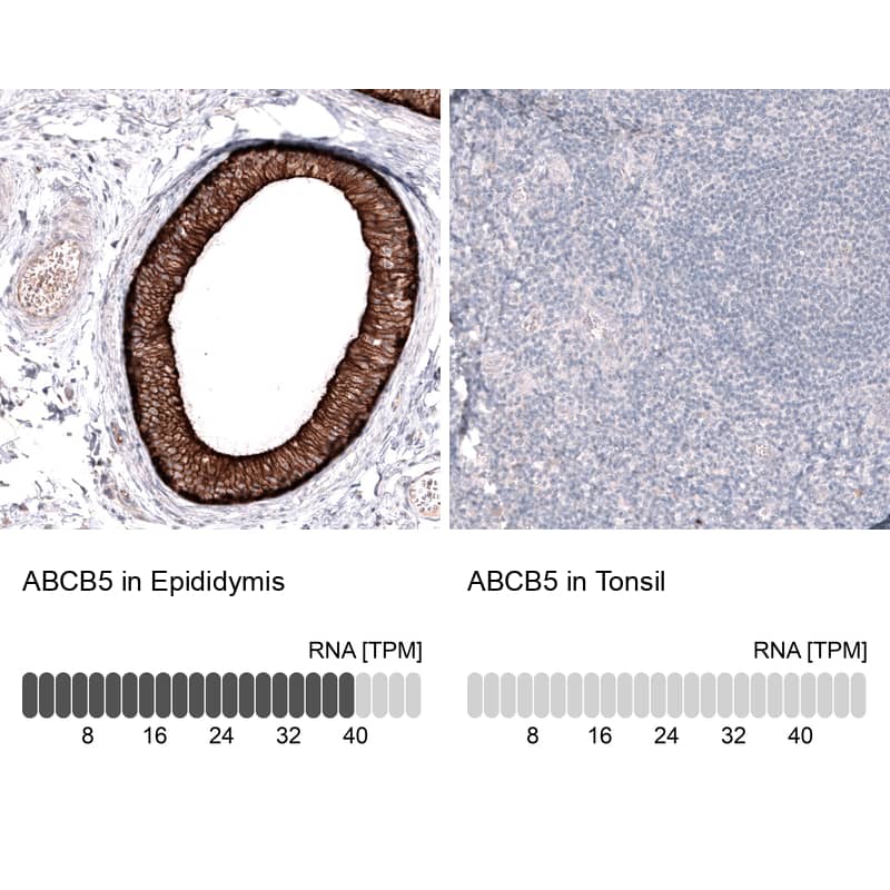 Analysis in human epididymis and tonsil tissues using NBP3-44328 antibody. Corresponding ABCB5 RNA-seq data are presented for the same tissues.