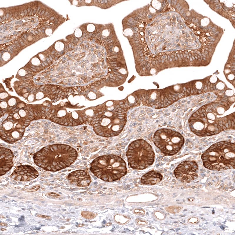 Staining of human small intestine shows strong cytoplasmic positivity in glandular cells.
