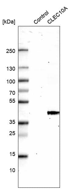 Analysis in control (vector only transfected HEK293T lysate) and CLEC10A/CD301 over-expression lysate (Co-expressed with a C-terminal myc-DDK tag (~3.1 kDa) in mammalian HEK293T cells) .