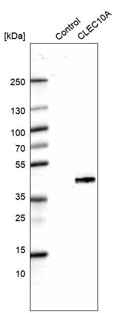 Analysis in control (vector only transfected HEK293T lysate) and CLEC10A/CD301 over-expression lysate (Co-expressed with a C-terminal myc-DDK tag (~3.1 kDa) in mammalian HEK293T cells) .