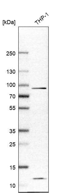 Analysis in human cell line THP-1.