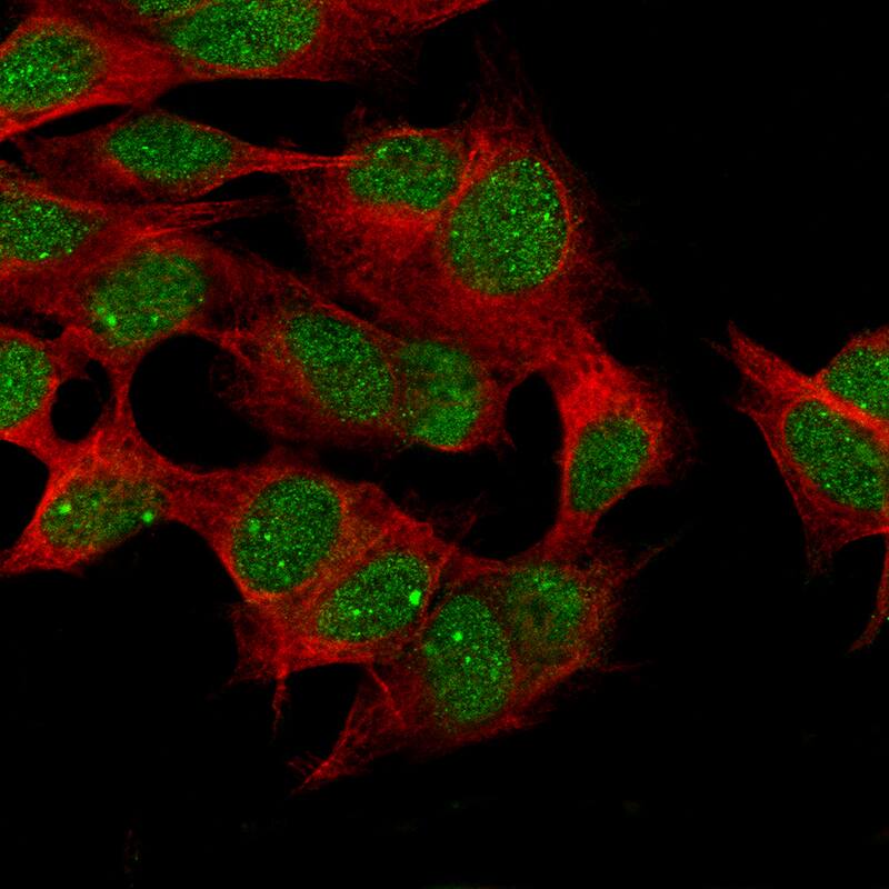 Staining in SH-SY5Y cell line with Anti-CDK19 monoclonal antibody, showing specific staining of nuclear bodies and nucleoplasm in green. Microtubule- and nuclear probes are visualized in red and blue respectively (where available).
