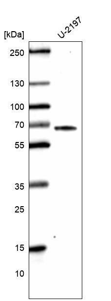 Analysis in human cell line U-2197.