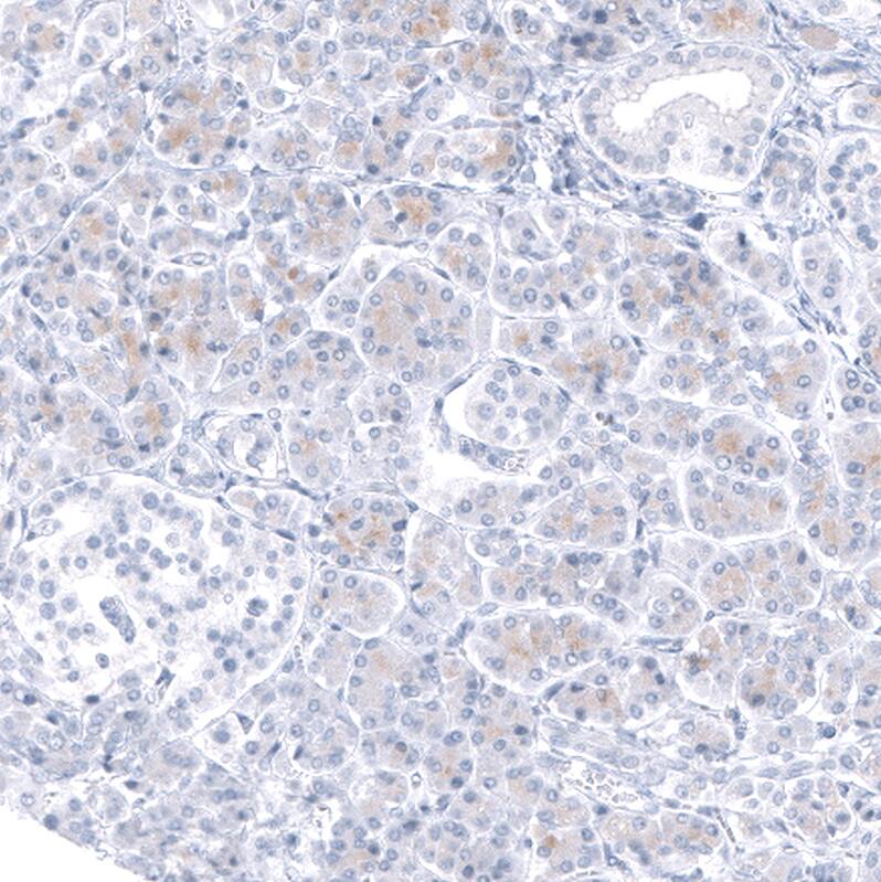 Staining of human pancreas shows no nuclear positivity in exocrine glandular cells and islets of Langhorne's.