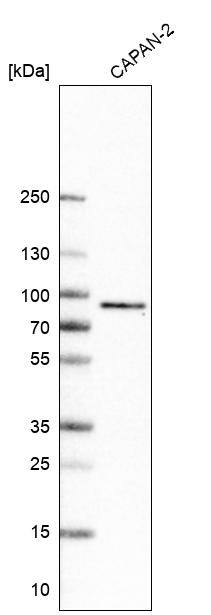 Analysis in human cell line CAPAN-2.