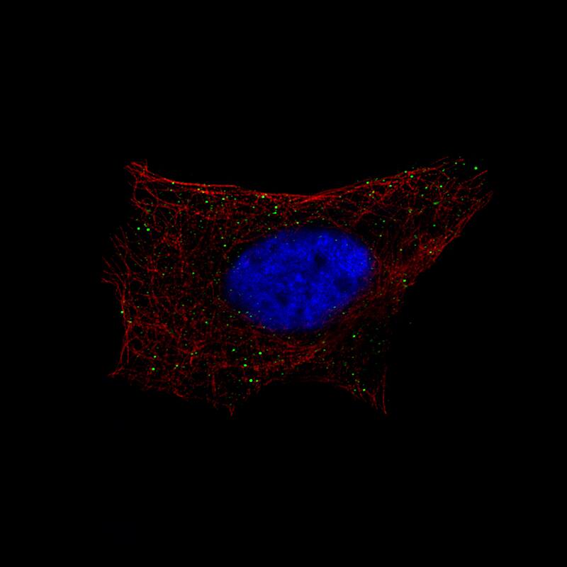 Staining of U-2 OS cells, showing specific staining in vesicles in green. Microtubule- and nuclear probes are visualized in red and blue, respectively (where available).