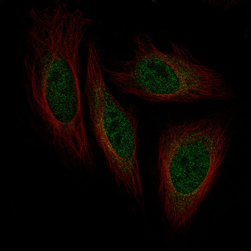 Staining of HeLa cells using the Anti-Islet-1 monoclonal antibody, showing localization to nucleoplasm and cytosol in green. Microtubule probe is visualized in red. 