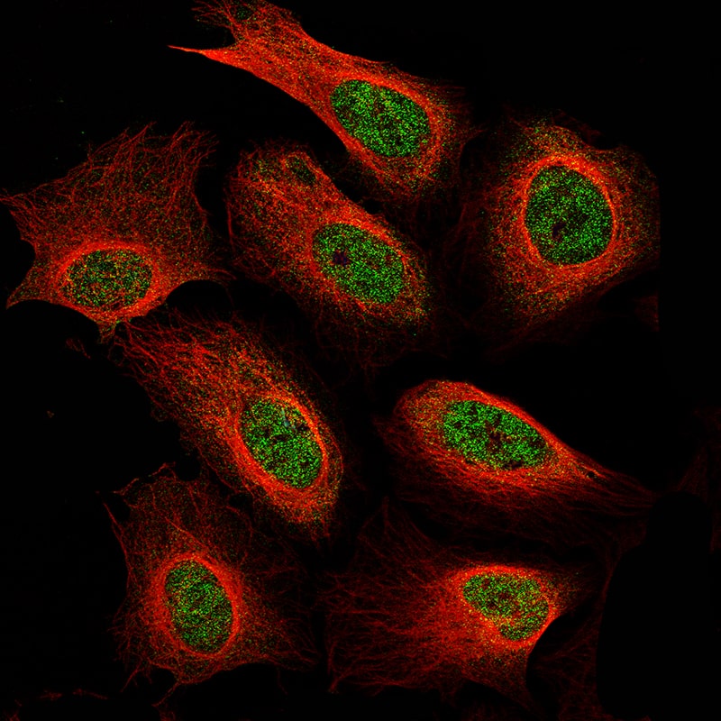 Staining of U-2 OS cells using the Anti-Neurofibromin 1 monoclonal antibody, showing specific staining in nucleoplasm in green. Microtubule probe is visualized in red.