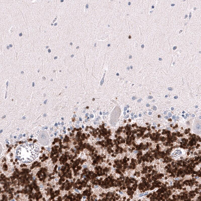 Staining of human cerebellum shows strong nuclear positivity in cells in granular layer.