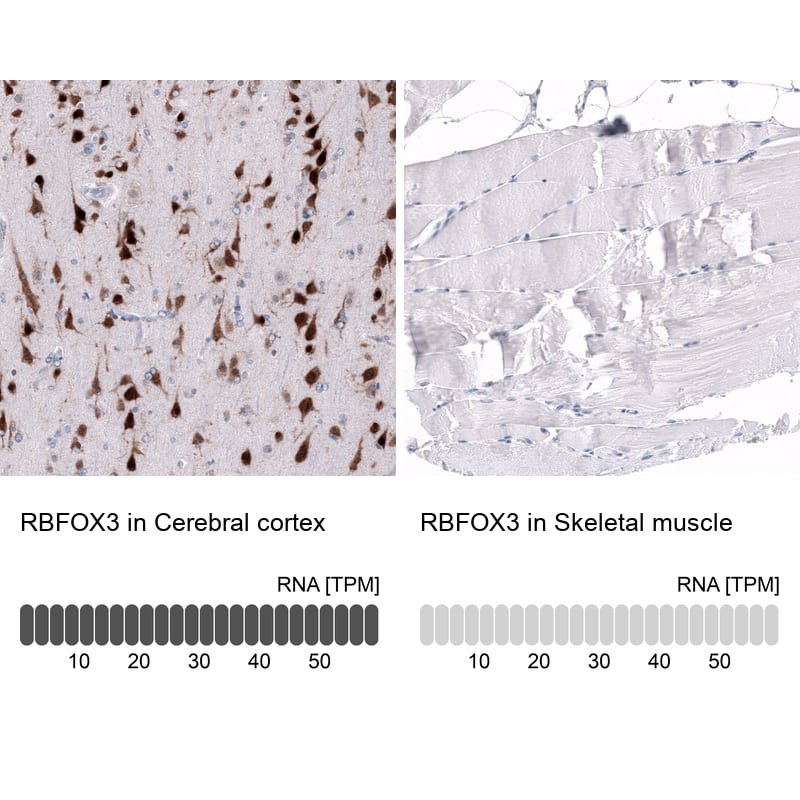 Analysis in human cerebral cortex and skeletal muscle tissues using NBP3-44354 antibody. Corresponding RBFOX3/NeuN RNA-seq data are presented for the same tissues.