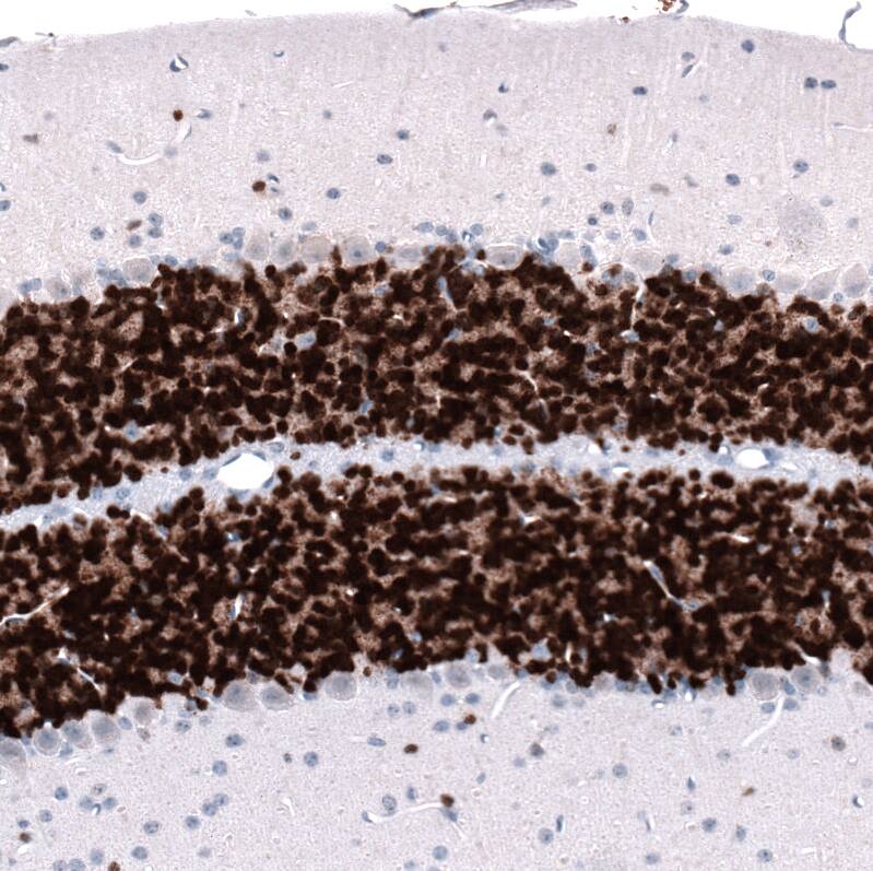 Staining of mouse cerebellum shows strong nuclear positivity in cells in granular layer.
