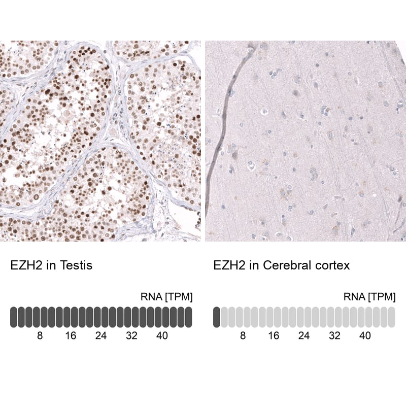 Analysis in human testis and cerebral cortex tissues using NBP3-44355 antibody. Corresponding EZH2/KMT6 RNA-seq data are presented for the same tissues.
