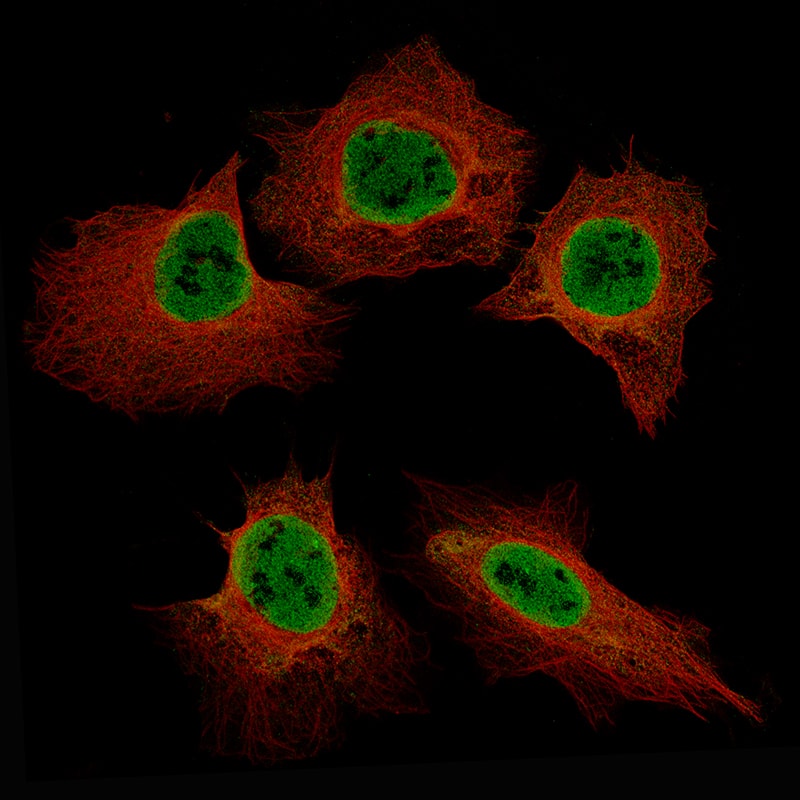 Staining of U-2OS cells using the Anti-EZH2/KMT6 monoclonal antibody, showing specific staining in nucleoplasm in green. Microtubule probe is visualized in red.