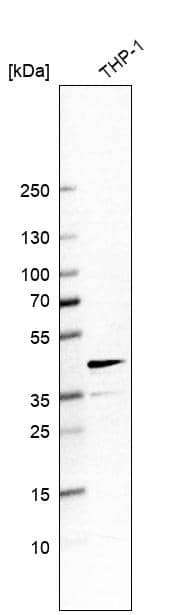 Analysis in human cell line THP-1.