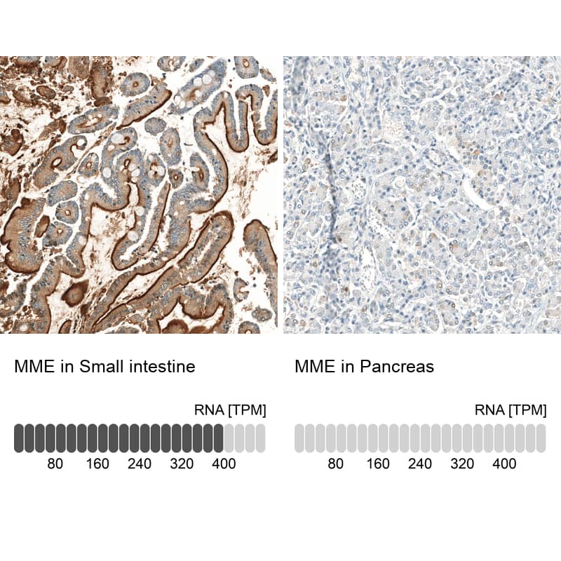 Analysis in human small intestine and pancreas tissues using NBP3-44364 antibody. Corresponding Neprilysin/CD10 RNA-seq data are presented for the same tissues.
