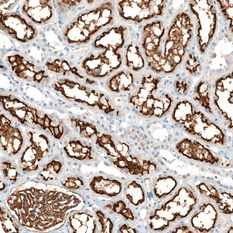 Staining of human kidney shows strong apical membranous positivity in cells in tubules and cells in glomeruli.