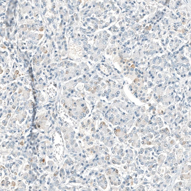 Staining of human pancreas shows very weak positivity in exocrine glandular cells.