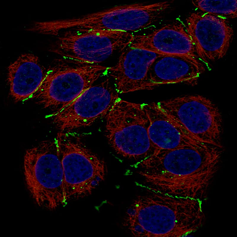 Staining of MCF-7 cells, showing specific staining in cell junctions in green. Microtubule- and nuclear probes are visualized in red and blue, respectively (where available).