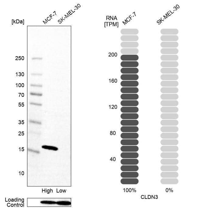 Analysis in human cell line MCF-7 and human cell line SK-MEL-30.