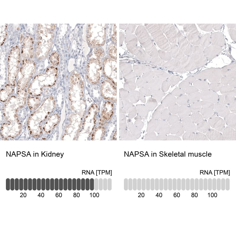 Analysis in human kidney and skeletal muscle tissues using NBP3-44369 antibody. Corresponding Napsin A RNA-seq data are presented for the same tissues.