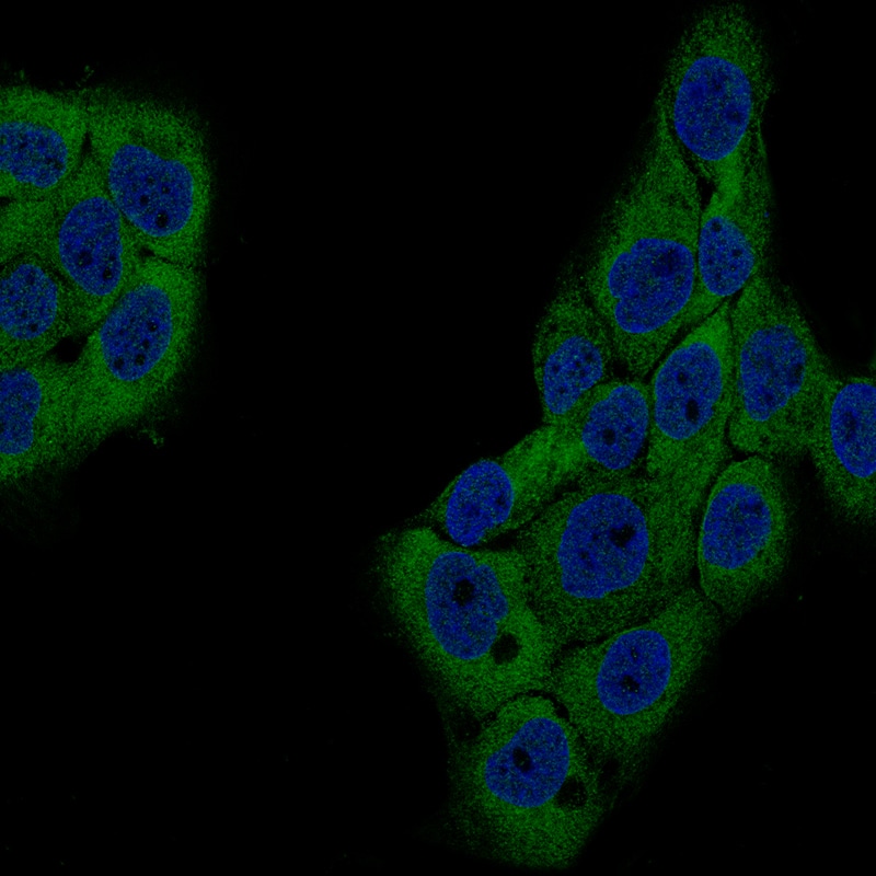 Staining of A-431 cells using the Anti-GSPT1 monoclonal antibody) .