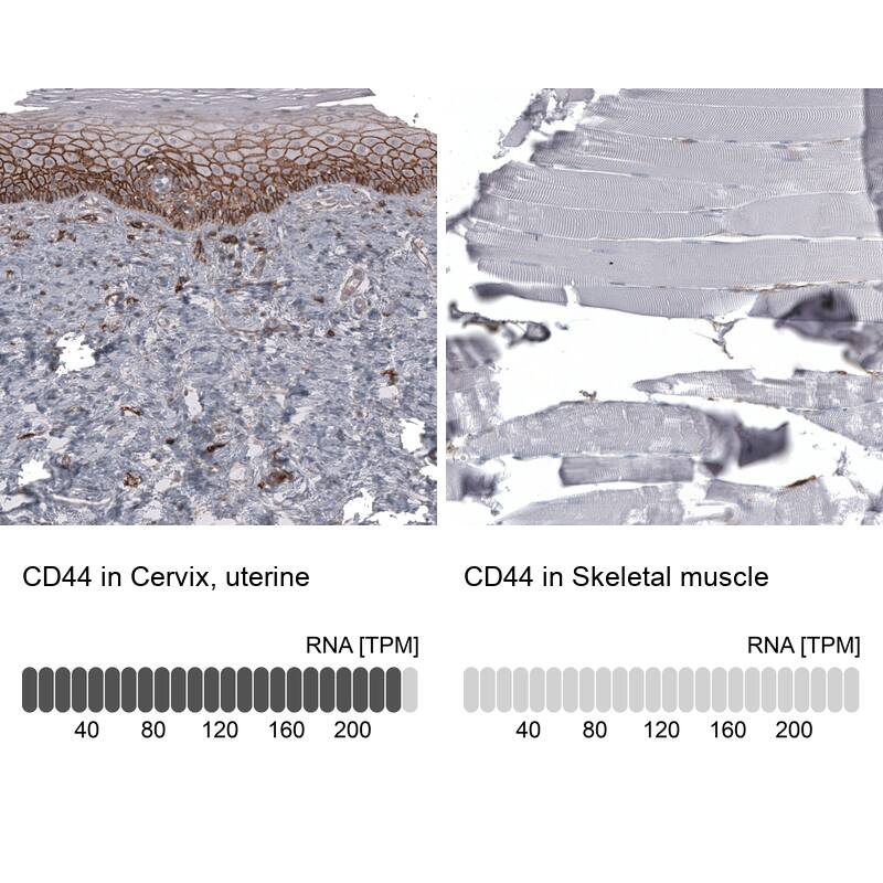 Analysis in human cervix, uterine and skeletal muscle tissues using NBP3-44374 antibody. Corresponding CD44 RNA-seq data are presented for the same tissues.