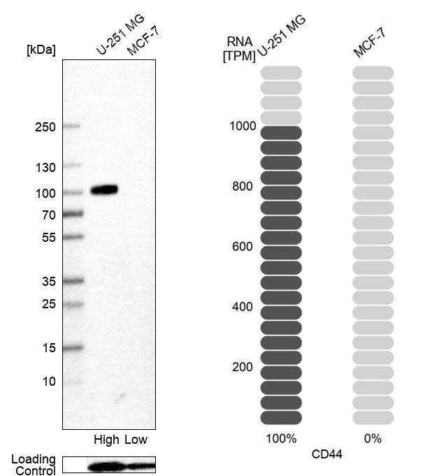 Analysis in human cell line U-251 MG and human cell line MCF-7.