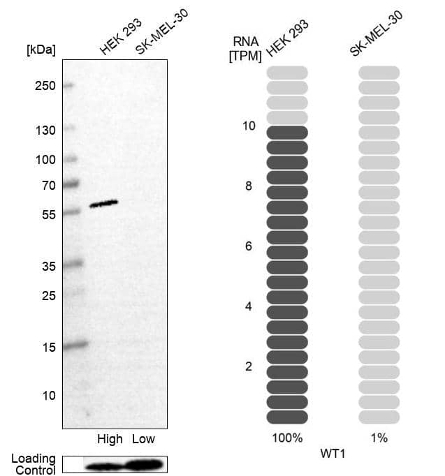 Analysis in human cell line HEK 293 and human cell line SK-MEL-30.