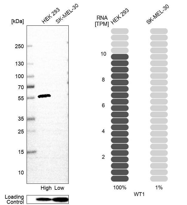 Analysis in human cell line HEK 293 and human cell line SK-MEL-30.