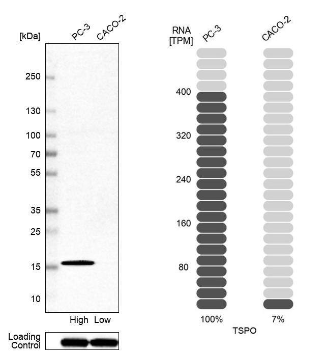 Analysis in human cell line PC-3 and human cell line CACO-2.