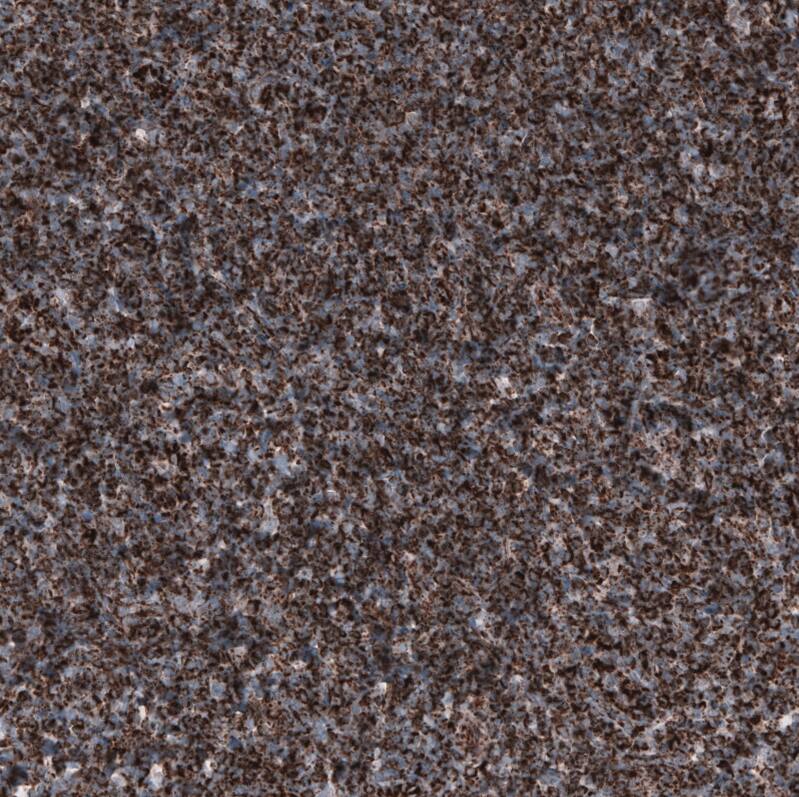 Staining of human tonsil shows strong granular positivity in lymphoid cells.