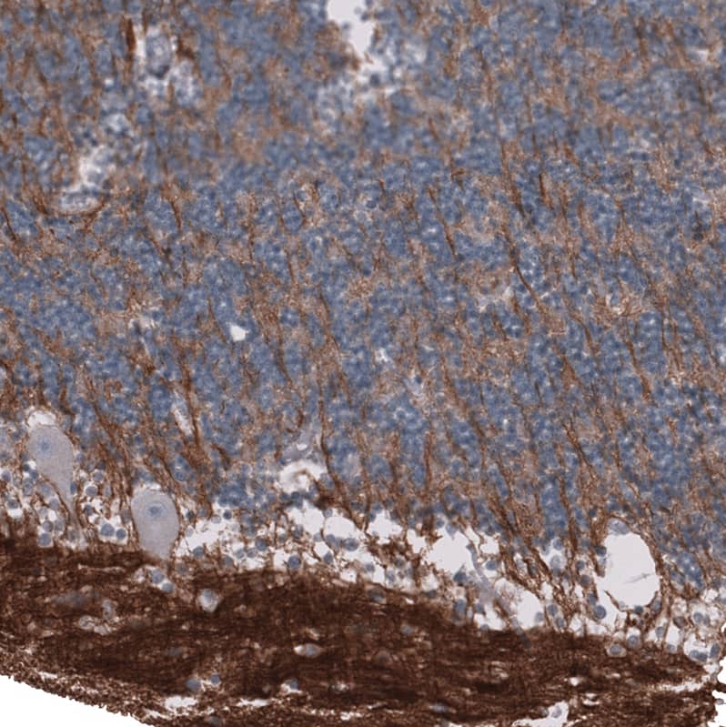 Staining of human cerebellum shows strong positivity  in neuropil.