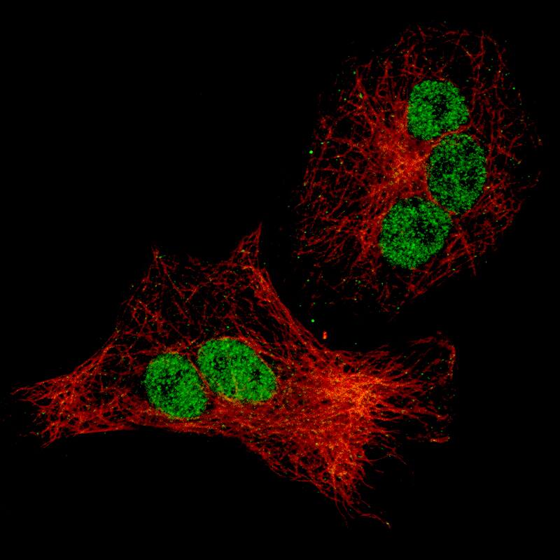Staining of A549 cells using the Anti-p21/CIP1/CDKN1A monoclonal antibody) .