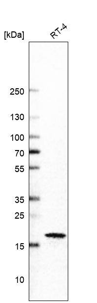 Analysis in human cell line RT-4.
