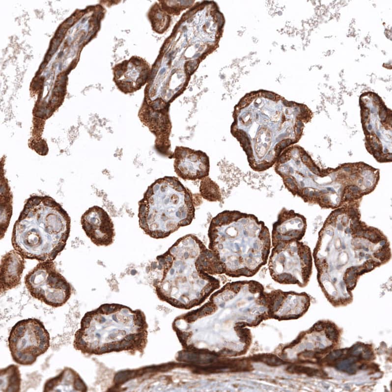 Staining of human placenta shows strong granular cytoplasmic positivity in trophoblastic cells.