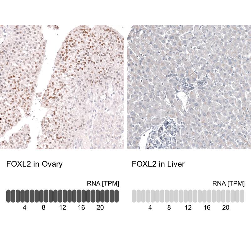 Analysis in human ovary and liver tissues using NBP3-44386 antibody. Corresponding FOXL2 RNA-seq data are presented for the same tissues.