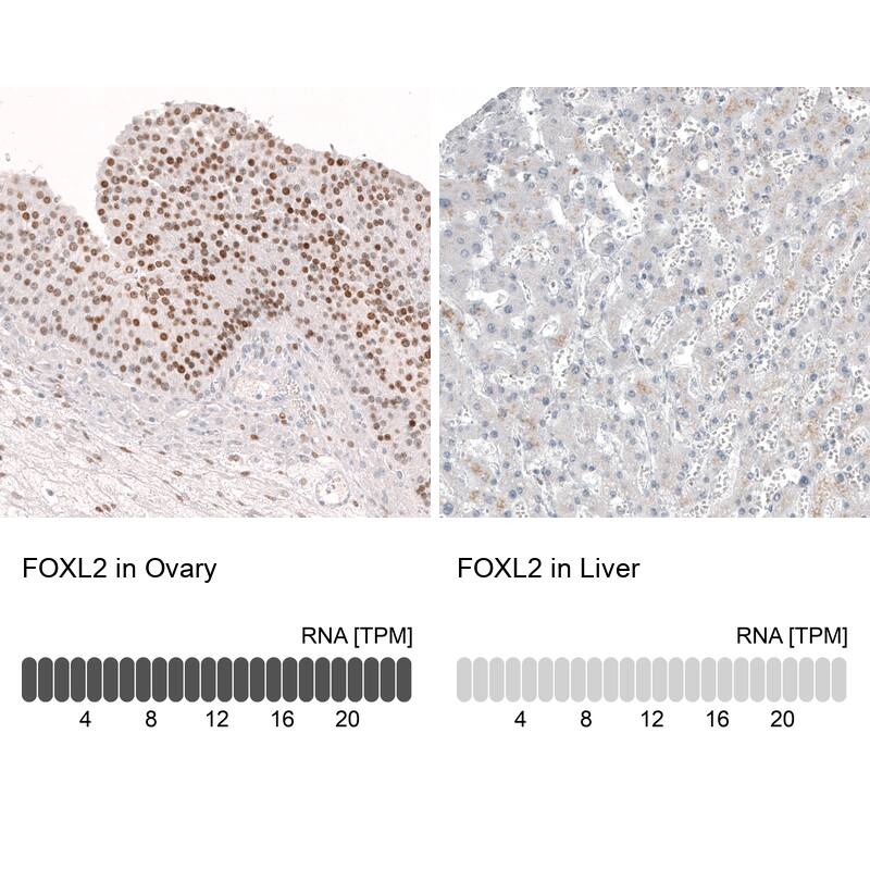Analysis in human ovary and liver tissues using NBP3-44387 antibody. Corresponding FOXL2 RNA-seq data are presented for the same tissues.