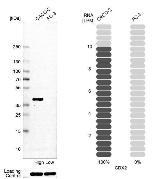 Analysis in human cell line CACO-2 and human cell line PC-3.