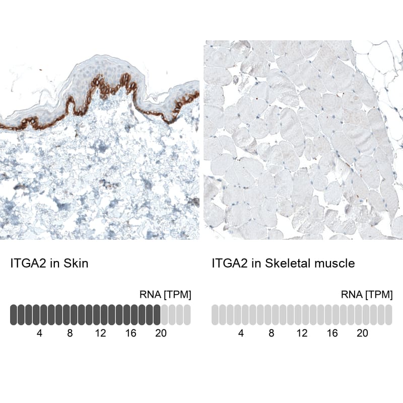 Analysis in human skin and skeletal muscle tissues using NBP3-44393 antibody. Corresponding Integrin alpha 2/CD49b RNA-seq data are presented for the same tissues.